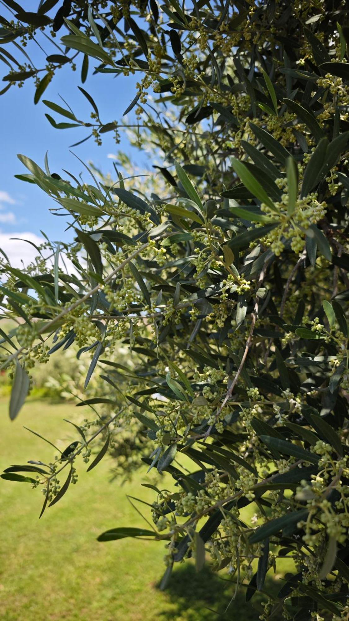 Mesimvria Casa Dikella别墅 外观 照片